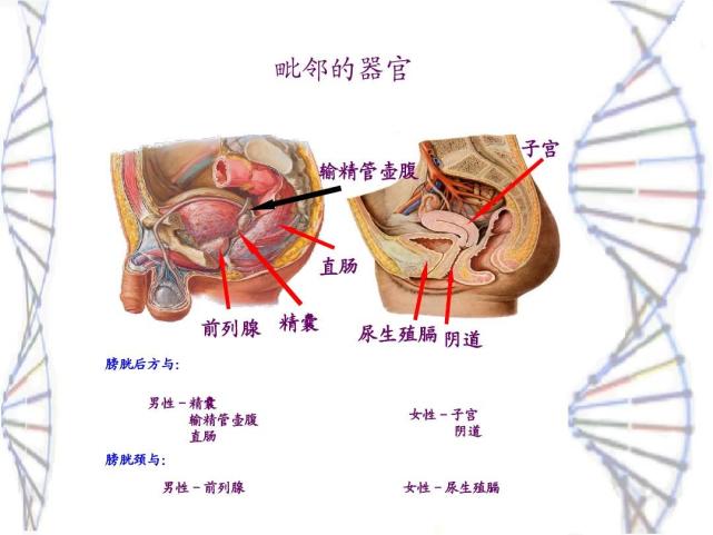 双性人怎么生活的?