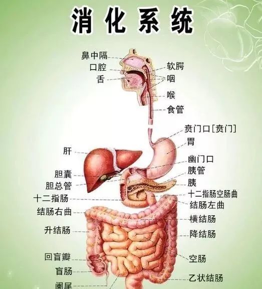 人体八大系统发病顺序