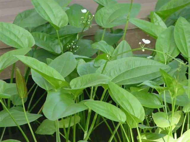 这味药,可养五脏,化脂降浊,补虚损