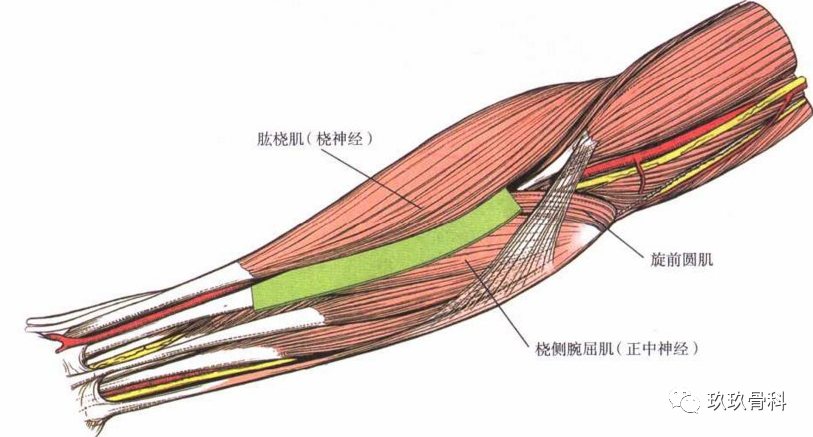 近端神经间平面位于肱桡肌和旋前圆肌之间,前者为桡神经支配,后者为