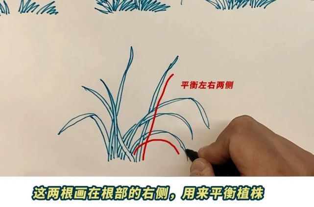 的是,到第三部为止都是画兰花的白描手法,兰花的勾勒需要左右密疏不同