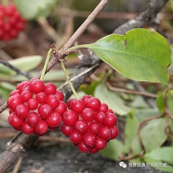 【地球生物全系列——植物篇】木兰藤目—五味子科(上)