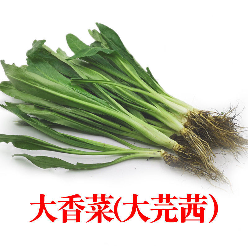 大芫荽有哪些益处与香菜有什么区别