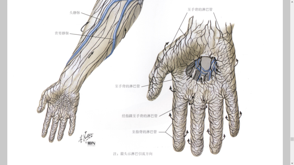 干货最全淋巴管淋巴结图集