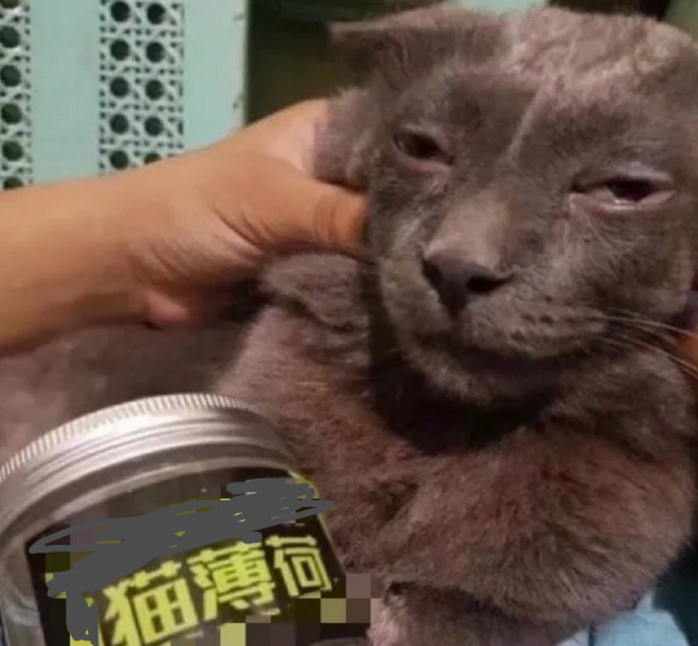 吸猫薄荷有多上头猫猫的小表情简直了哈哈