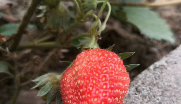 草莓是什么季节的水果?亩产多少斤?