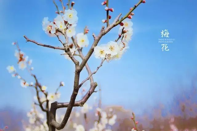萍聚同题花落无声春取去