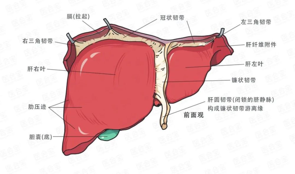 左半肝:以附裂为界(相当于镰状韧带与左矢状裂)分为中部分,外侧部分