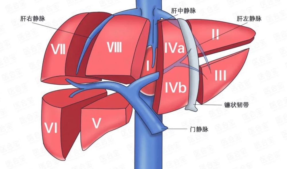 d.右旁正中;c.左旁正中;b.右外;a.左外;couinaud分段法:主要以门静脉