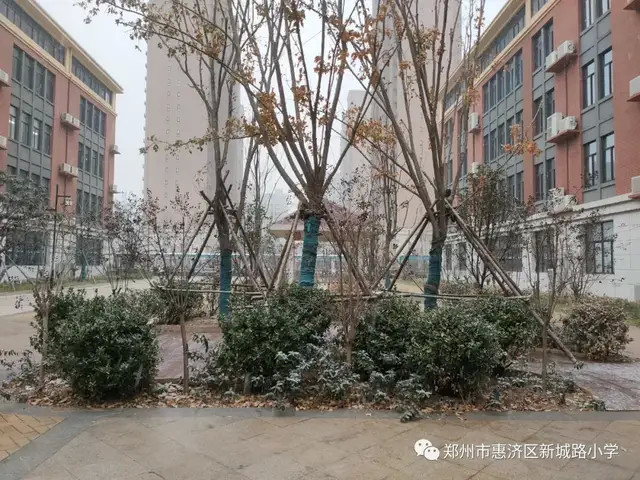 郑州市惠济区新城路小学瑞雪纷纷兆丰年恰似琼花飞满天