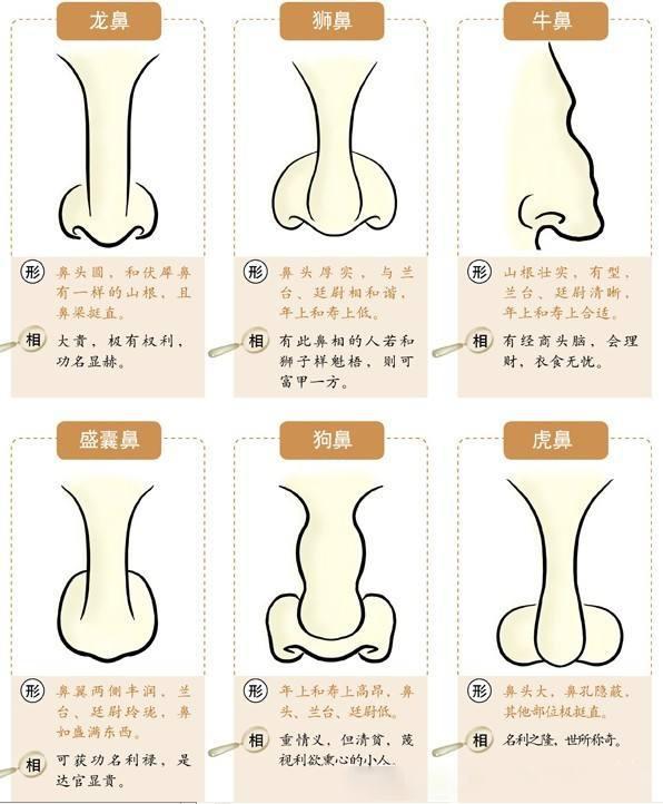 "富看鼻:鼻子在面相学中,地位非常重要,古人认为鼻子的好坏和一生的