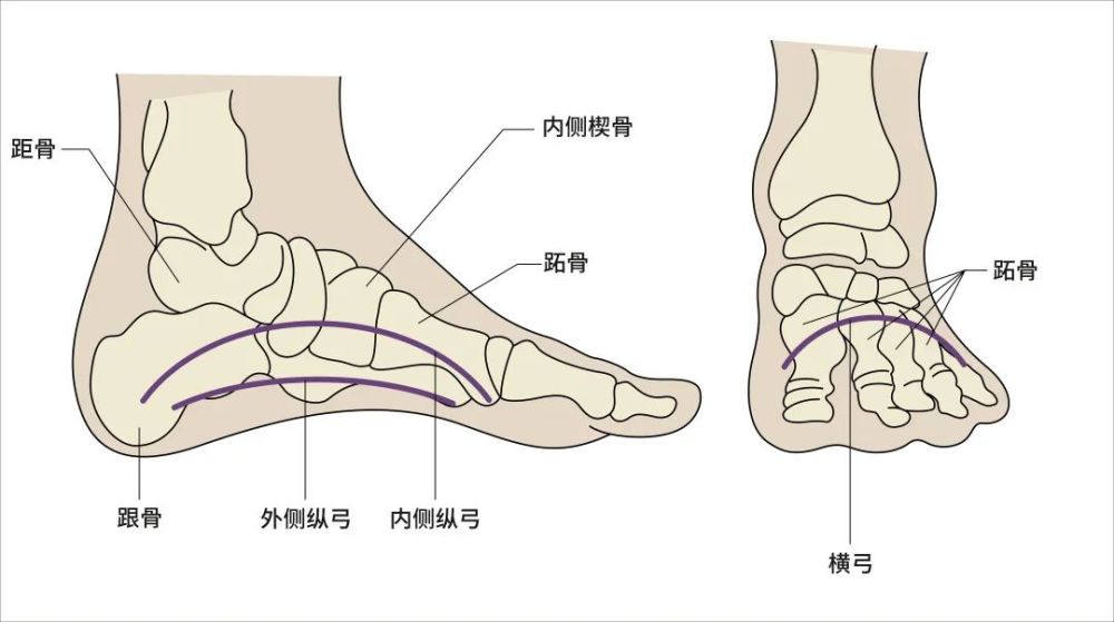 ▼足弓这里说的"足弓,是我们脚上的一个结构.