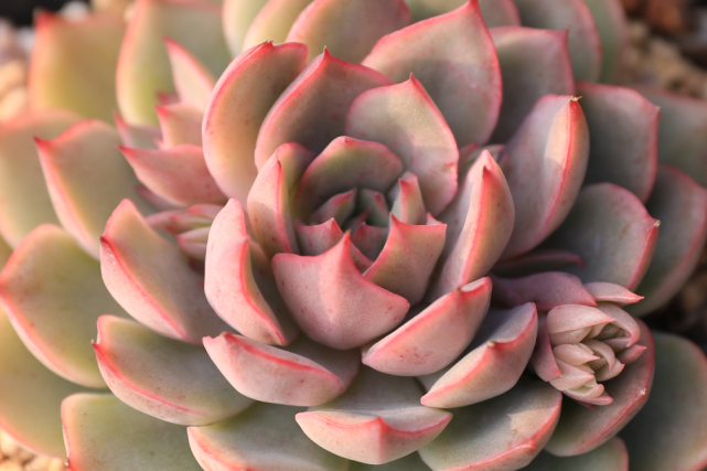 "艾格利亚"echeveria "egeria"景天科拟石莲花属多肉