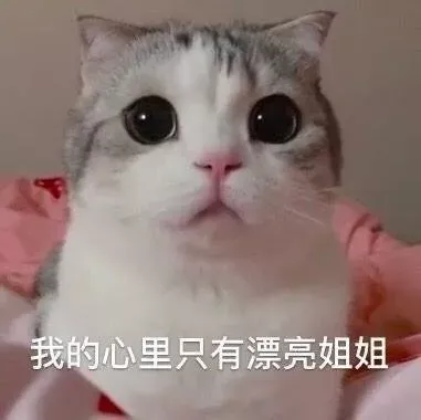 猫猫表情包我的心里只有漂亮姐姐