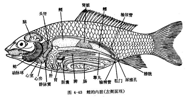 鱼又是如何尿尿的?涨知识了|尿液|泄殖腔|肾脏|血液