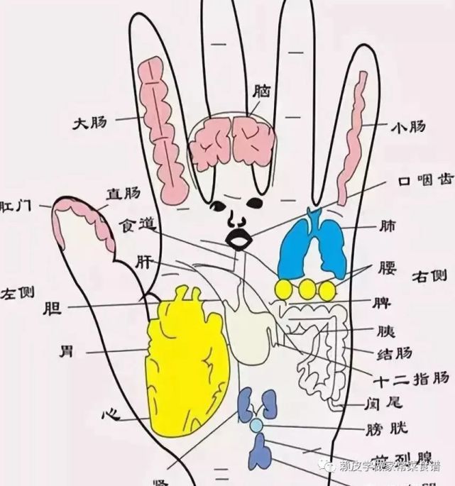 左手脾右手肝这些地方多按按肝脾越来越好