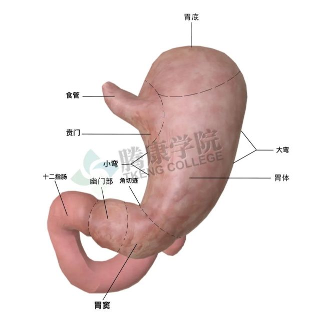 胃的解剖及其组织学|幽门|贲门|细胞|食管