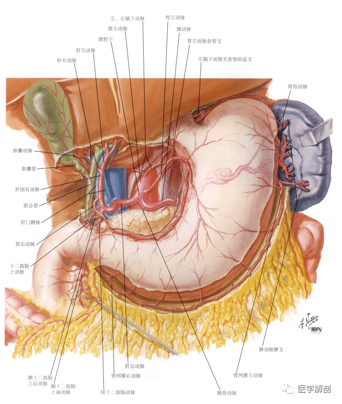 腹腔干 coeliac trunk为粗而短的动脉干,在膈的主