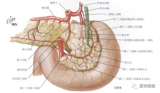 胃十二指肠动脉,经十二指肠上部,幽门的后方至胃的下缘,然后又分为胃