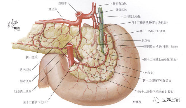 腹腔干的解剖及其分型