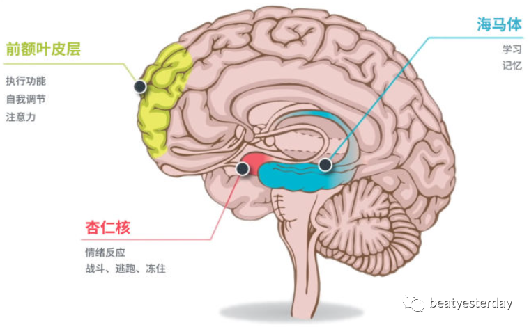 关于慢跑的不完全手册之二运动与大脑