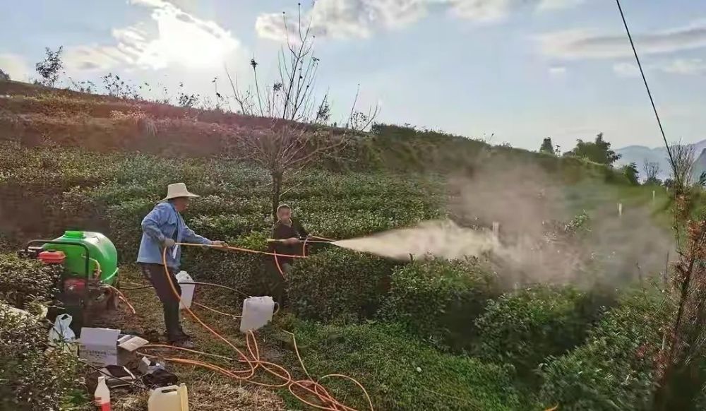 曾维超:寒潮后,部分茶园会有不同程度的冻害,应积极采取有效措施,复壮