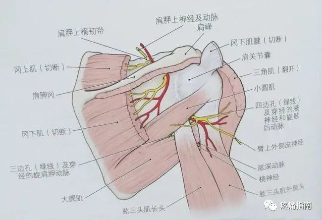 向上外方行,经斜方肌及肩胛舌骨肌的深侧,至肩胛切迹处,与肩胛上动脉