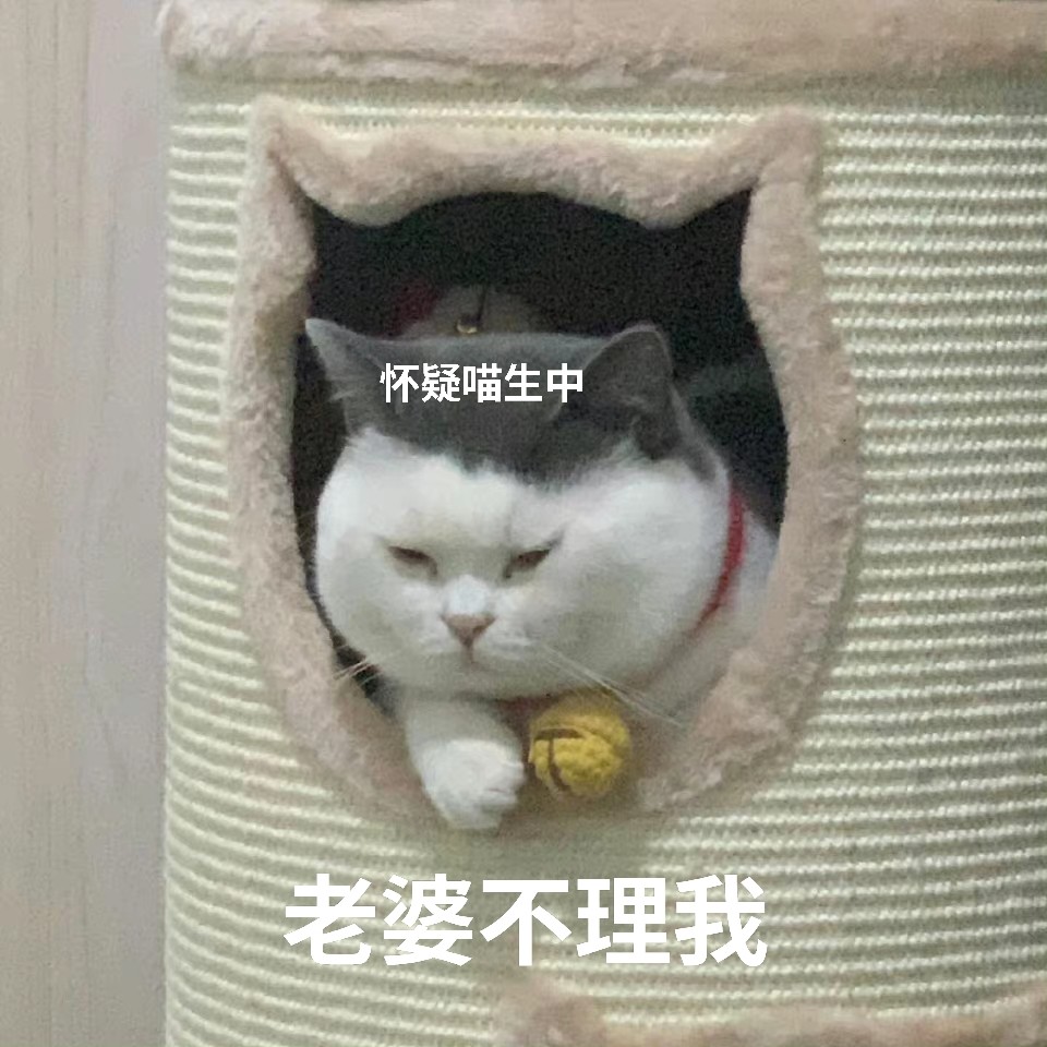 老婆表情包老婆原谅我