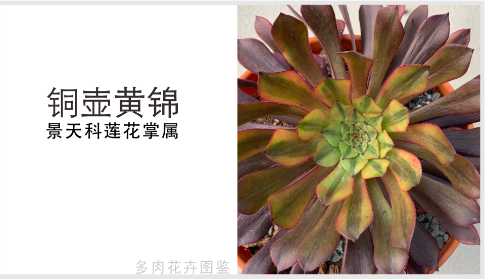 "铜壶黄锦"景天科莲花掌属多肉植物,易群生,铜壶的锦斑品种_腾讯新闻