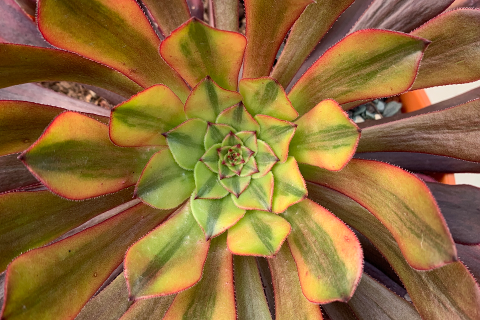 铜壶黄锦景天科莲花掌属多肉植物易群生铜壶的锦斑品种