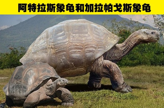 对动物有一定了解的人可能都有听说过加拉帕戈斯象龟,它是如今地球上
