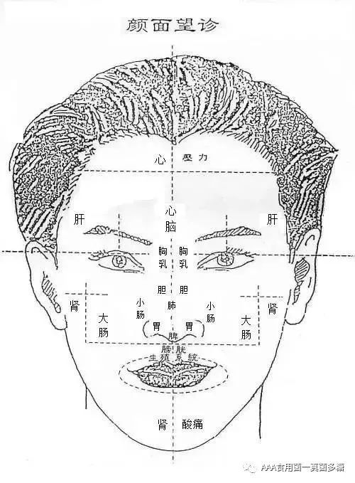 全息面诊:脸部反射区域大全