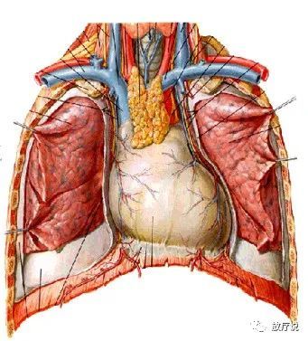 纵隔是左,右纵隔胸膜之间的全部器官,结构和结缔组织的总称.