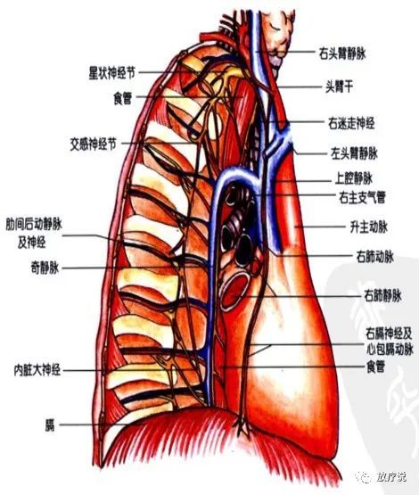 面纵隔左侧面除前面已解剖出的结构外,可见到主动脉弓绕过肺根上方,弓