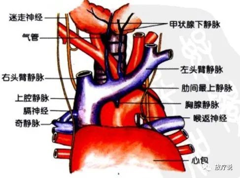 中层(动脉神经层 主动脉弓及分支,膈神经,迷走神经.