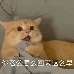 表情包你老公老婆走了没系列猫猫表情包