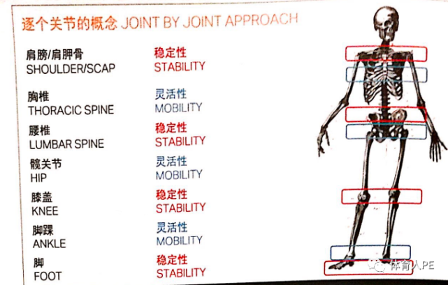 灵活性和稳定性,矛盾的对立统一|人体|关节|髋关节