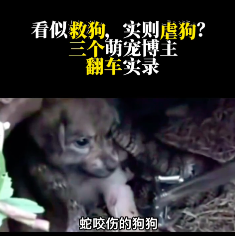 梦魇边缘的守护，解读梦见蛇咬我家狗狗了的深层寓意