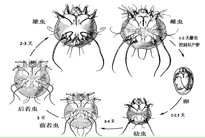 患者满身黄褐色的鳞屑翻来覆去竟不知病因