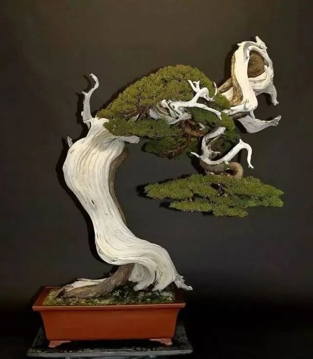 一组盆景佳作欣赏品味扭曲之美