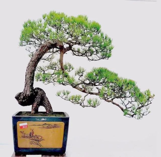 再把枝盘大小,长短调配好,就算立意完成,可有的树桩盆景却要做成飘枝