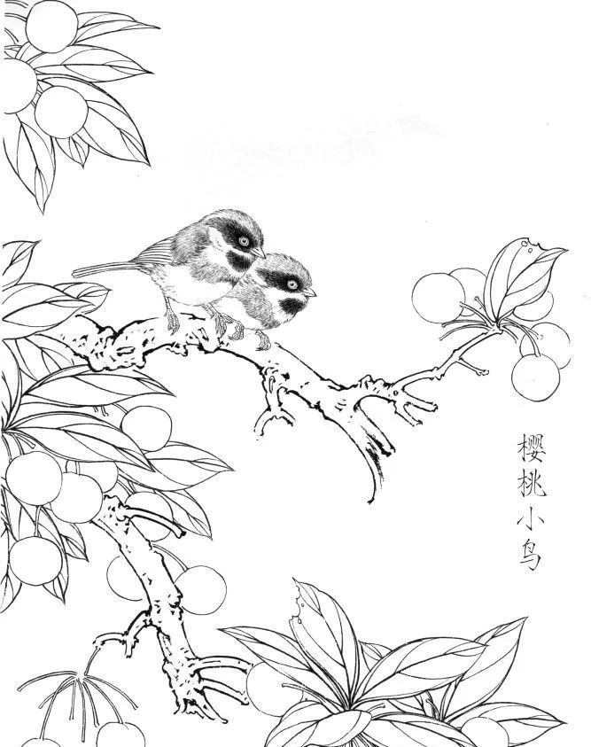 书画联盟丨山雀工笔白描画稿