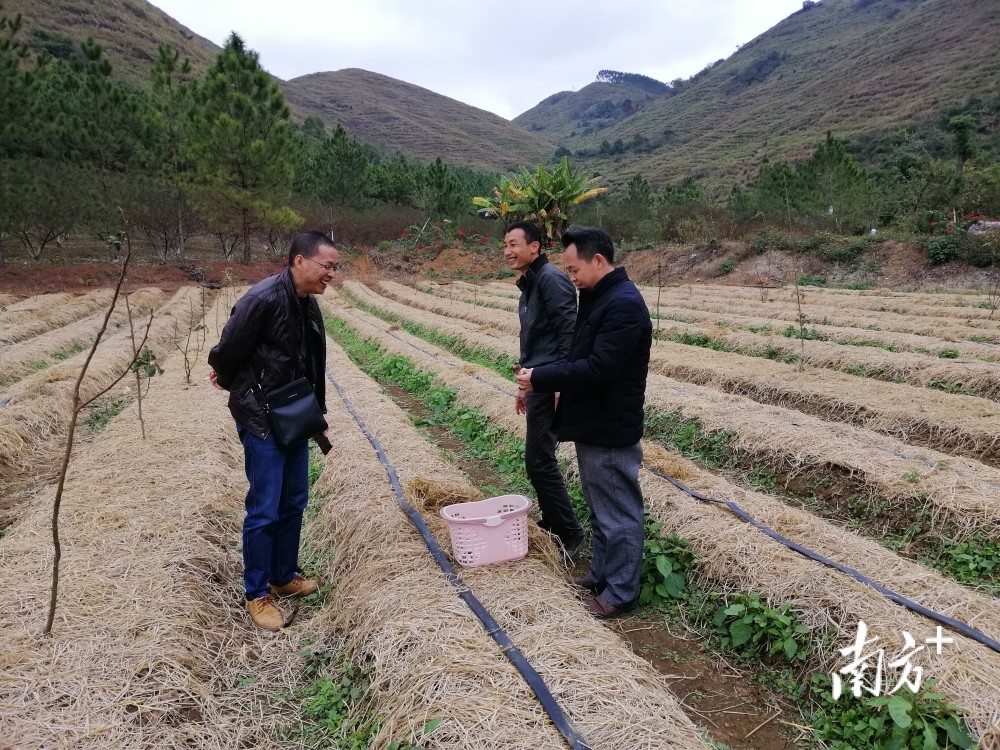 "翁源县新东村的三华李种植户王大哥告诉笔者,他家种植有16亩三华李