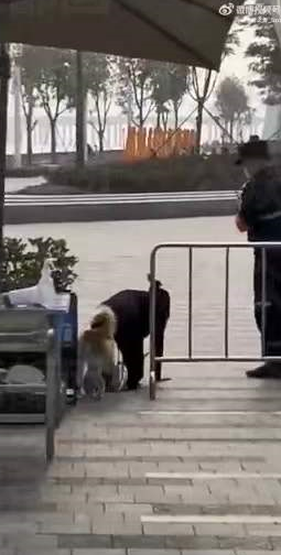 广东美女当街跪地爬行拴狗绳学狗叫又是主人的任务
