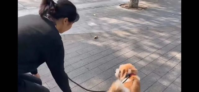 广东美女当街跪地爬行,拴狗绳学狗叫,又是"主人的任务