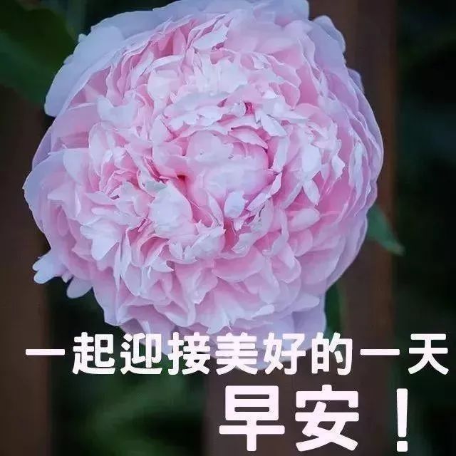 大年初七温馨的早上好问候语动态鲜花图片 虎年超漂亮早上好问候祝福