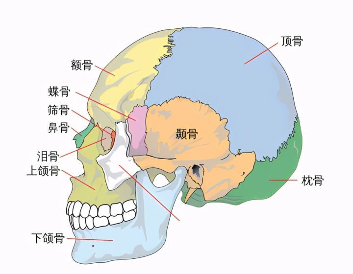 人脸的上部主要是由额骨构成;中部由颌骨,泪骨,筛骨,鼻骨,腭骨,犁骨