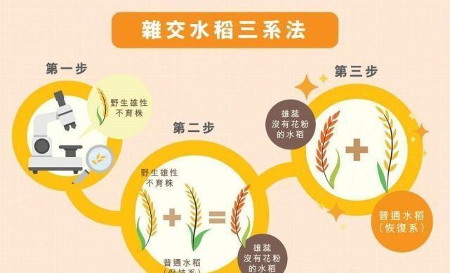 袁隆平一生致力于杂交水稻研究纵使万次失败只需一次成功