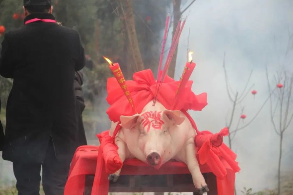 镜头里的年味箭塔村邀您一起云赏2022年猪祭