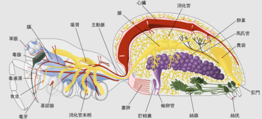 中的五毒有两个版本,第一版就是上文中所说的蛇,蝎子,蜈蚣,壁虎和蟾蜍
